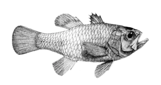 Apogon poecilopterus