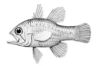 Ostorhinchus rueppellii