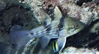 Apogonichthyoides nigripinnis