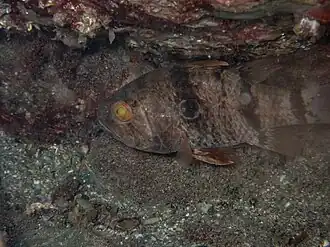 Apogonichthyoides pharaonis