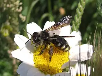 Andrena albopunctata