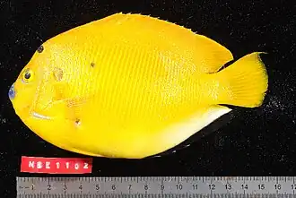 Apolemichthys trimaculatus