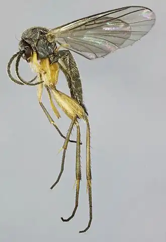 Apolephthisa subincana