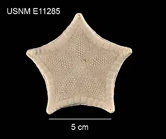 Apollonaster yucatanensis