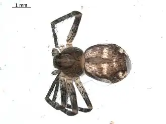 Apollophanes margareta