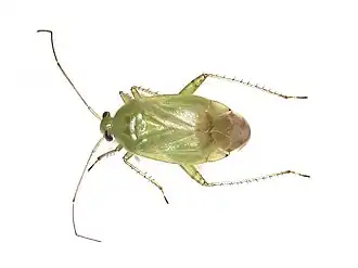 Apolygus spinolae
