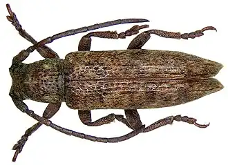 Apomecyna cochinchinensis