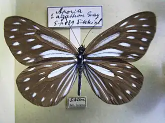 Aporia agathon