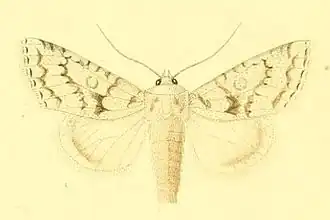 Aporophyla canescens