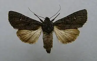 Zwarte witvleugeluil