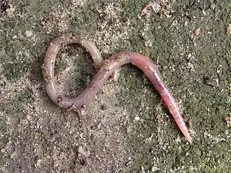 Roze grauwworm