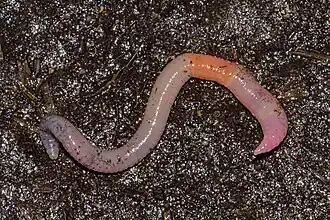 Roze grauwworm