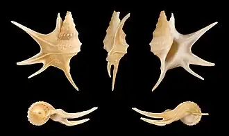 Aporrhais serresiana