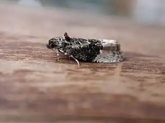 Berkenmarmerbladroller