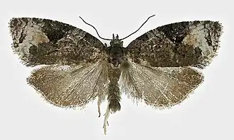 Noordse marmerbladroller