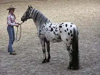Appaloosa, hengst