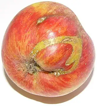 Hoplocampa testudinea