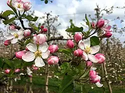 Laagstambomen van eetappel (bloeiend)