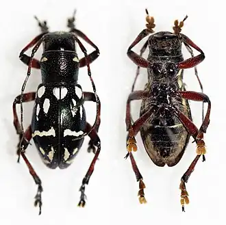 Aprophata eximia