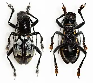 Aprophata eximioides