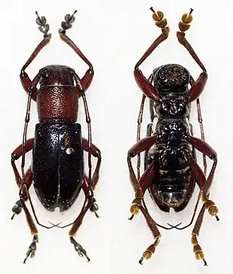 Aprophata ruficollis
