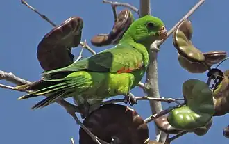 Timorroodvleugelparkiet