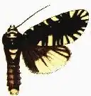 Apsarasa nigrocaerulea