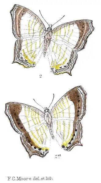 Cyrestis periander
