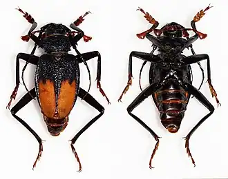 Apterocaulus heterogama