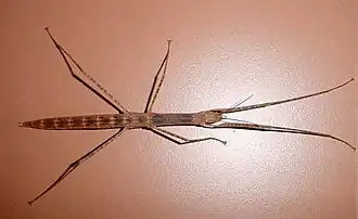 Apterograeffea reunionensis