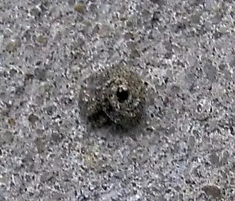 Slakkenhuiszakdrager Apterona helicoidella