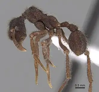 Apterostigma auriculatum