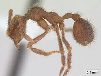 Apterostigma pilosum