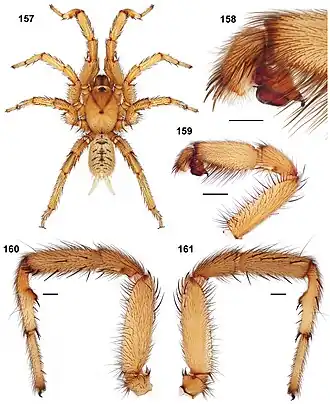 Aptostichus cabrillo