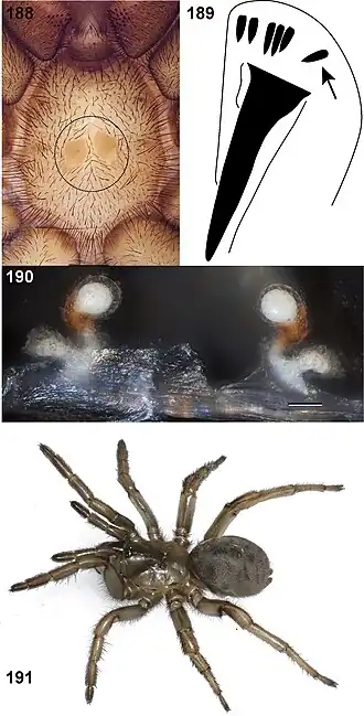 Aptostichus hesperus