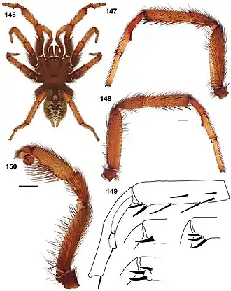 Aptostichus icenoglei