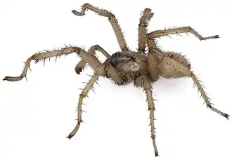 Aptostichus sinnombre