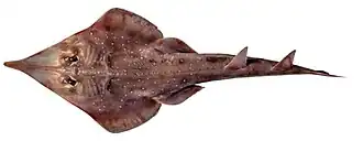 Aptychotrema timorensis