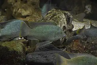 Sarotherodon melanotheron