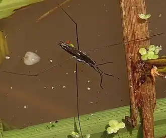 Grote schaatsenrijder