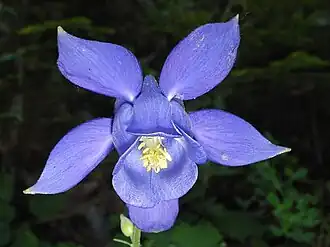 Aquilegia bertolonii