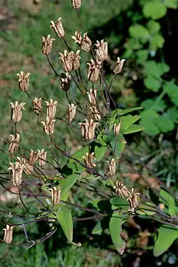 Kokervruchten van akelei tuinplant