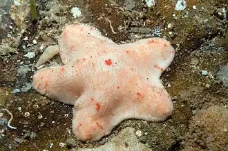 Aquilonastra scobinata