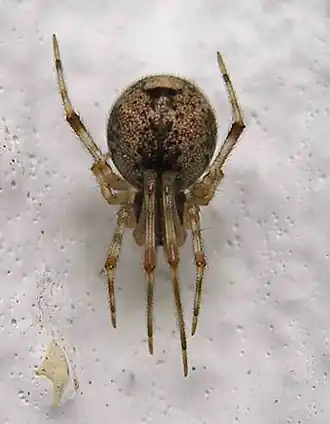 Parasteatoda tepidariorum