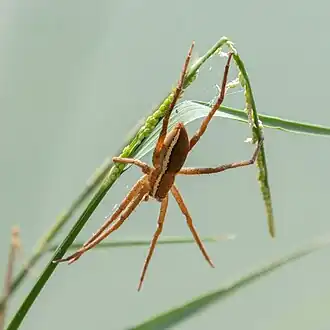 Perenethis symmetrica