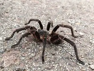 Eupalaestrus weijenberghi