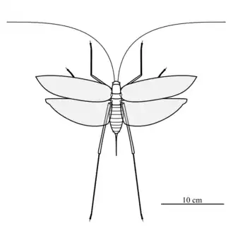 Arachnacris tenuipes
