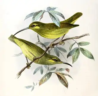 Geelwangspinnenjager