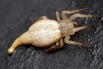 Arachnura feredayi