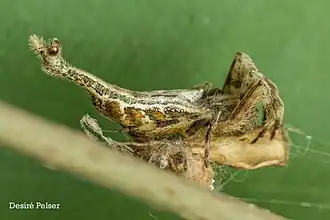 Arachnura scorpionoides